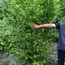 丛生腊梅，多分枝，高度1.8米-2.5米。基地常年批发