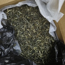 古树普洱茶大树茶纯生态产地直供一手货源品质保障全国发货