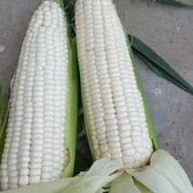 白糯玉米，品种齐全，质量好，货源充足，保质保量，物流方便