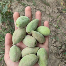 新疆喀什新鲜巴旦木