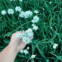 ***绿色农产品韭菜花。