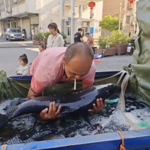 鲫鱼鱼