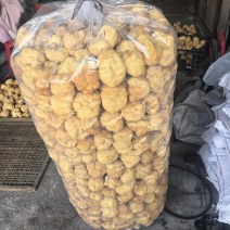 猴头菇黑龙江一手货源对接全国市场热卖中一手货源大