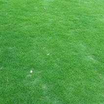 台湾草草皮