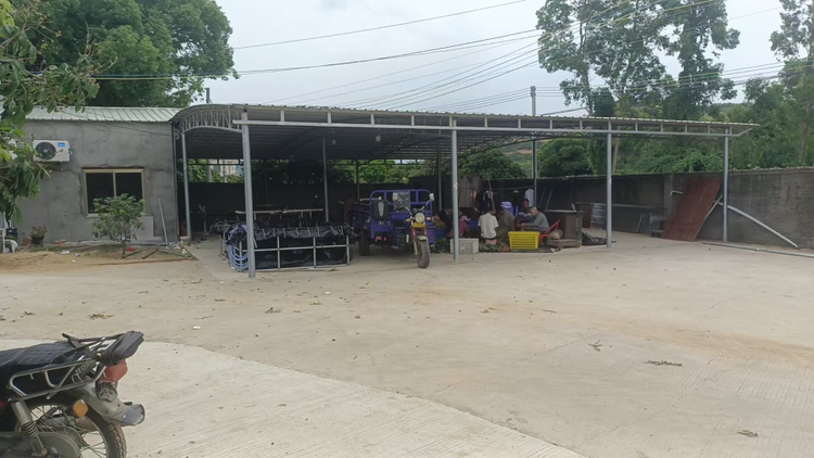 果农在清晨采摘头茬桂味荔枝的场景