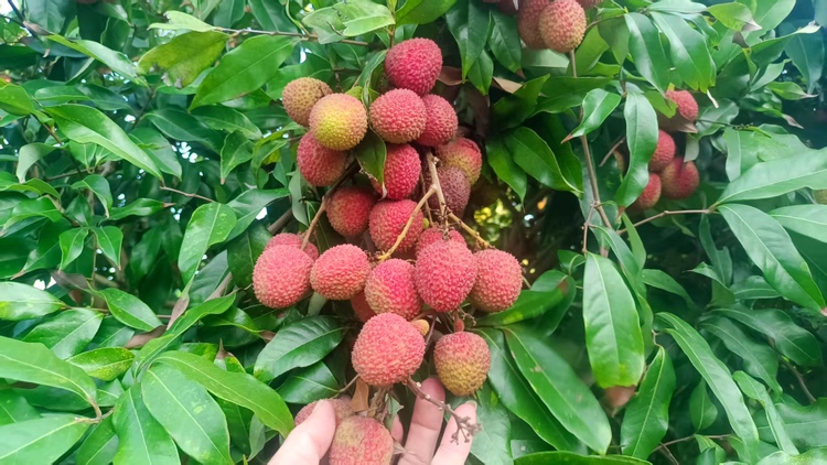 无核荔枝采摘现场图