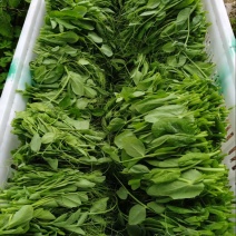 【一件代发】贵州豌豆尖新鲜现摘现发品质保证产地直发