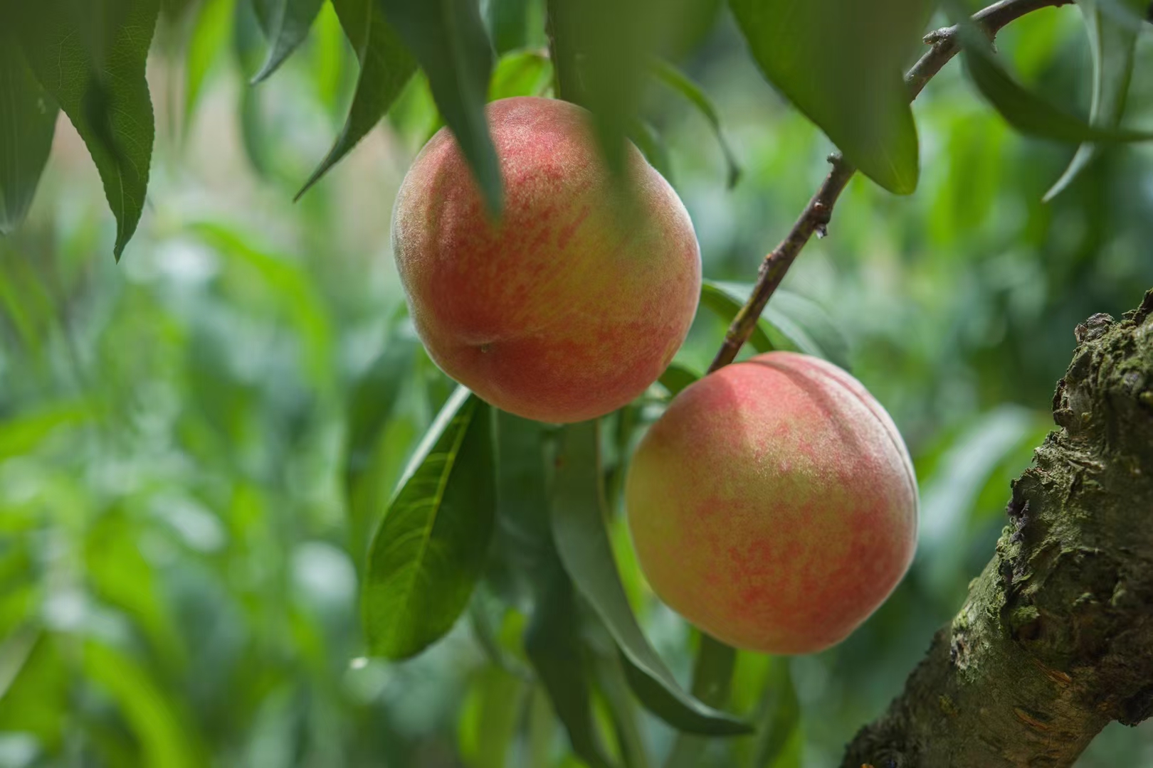 蜜桃果园全景图