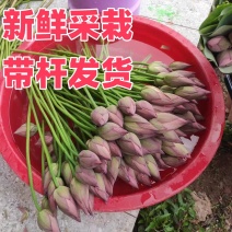荷花，鲜切花