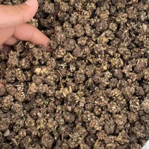 猫爪草