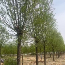 苗圃出售3/60公分垂柳基地自产自销