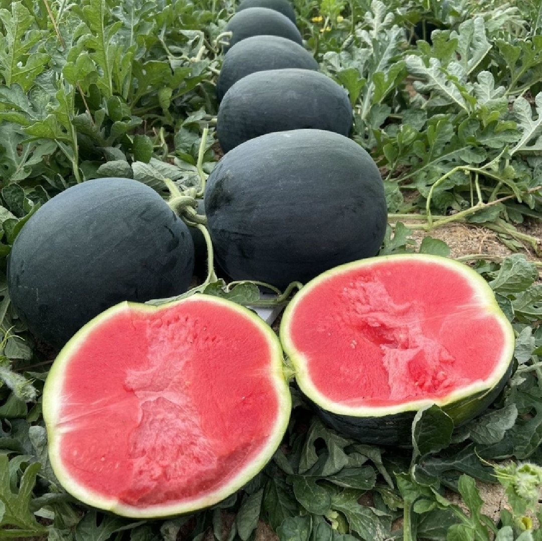 无籽西瓜与普通西瓜对比图