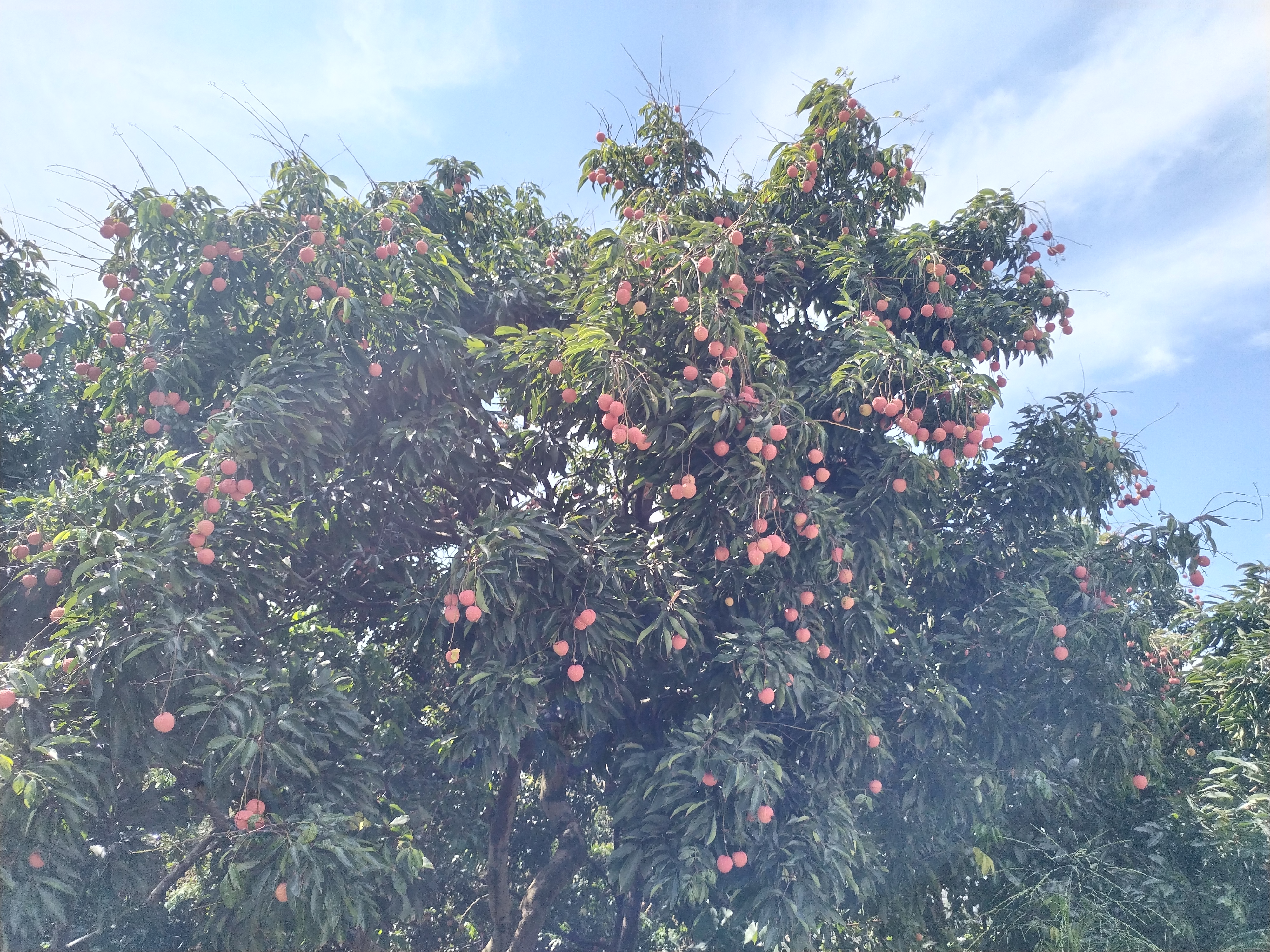 合江带绿荔枝果园航拍图