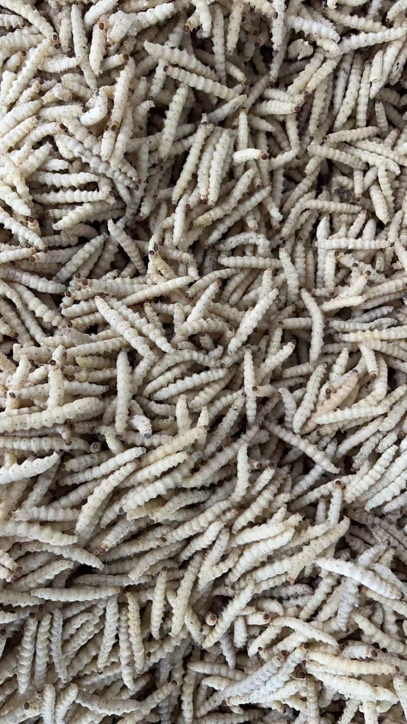 干水熟冻小竹虫来自森山老林别具一味的竹香美味可口