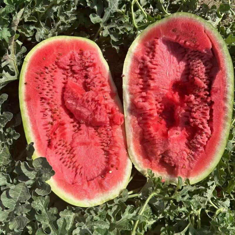 宁夏硒砂瓜石头瓜大量上市专业的团队模式对接各大市场