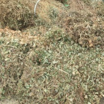 大别山纯野生鱼腥草
