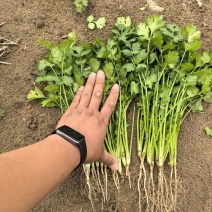 精品大叶香菜产地长年供应质量好价格低货源充足代收代发全国