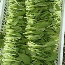 鸡毛菜