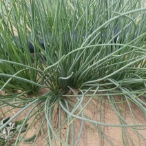 沙葱