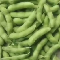 山东翠绿宝、绿宝石、大青豆、小寒王等大夹毛豆可代发全国。