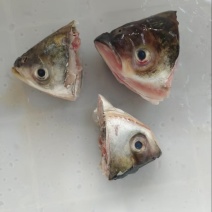 白鲢鱼唇，鱼嘴