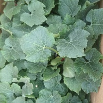 黑皮大东瓜苗，长80公分，重30斤上下