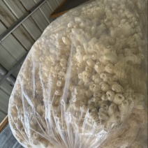昨天烘干的新鲜竹荪50斤干货