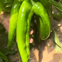 鲜辣椒\牛角椒\陕西榆林定边县牛角椒大量上市