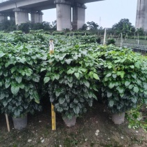 幸福树绿宝
