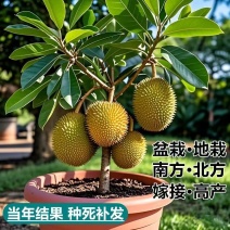 全平台接一件代发6块带土带叶***********