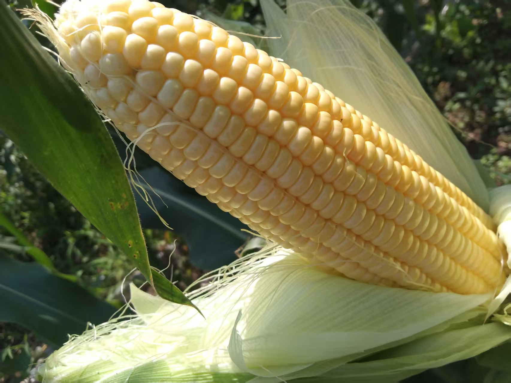 水果玉米特写：新鲜剥开的金黄色玉米棒，颗粒饱满晶莹，表面泛湿润光泽，背景为绿色玉米叶