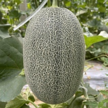 精品网纹瓜晓蜜25哈密瓜头茬货新鲜现摘可一件代发电商
