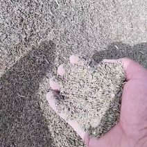 塔河孜然