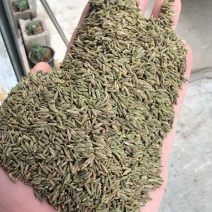 【实力优选】新疆孜然/精选孜然/颗粒饱满粒粒甄选