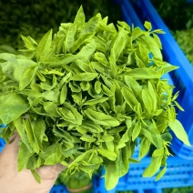 树仔菜
