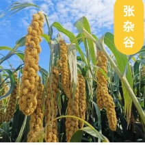 精品黄谷子批发五谷杂粮新谷子产地直发张杂谷16号