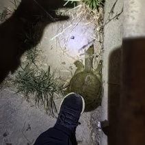 甲鱼