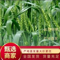 风和一号分蘖强特高产小麦种子高抗赤霉病新升级优质麦胶质麦