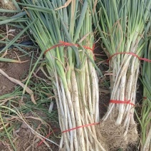南阳新野大葱，铁杆大葱产地直供大量有货，对接超市批发市场