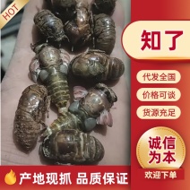 知了大量有货对接各大平台价格美丽可电话详谈