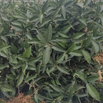 梅占茶苗、梅占茶叶苗、四川梅占茶苗、云南梅占茶苗