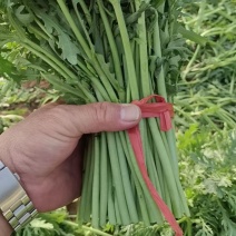 【小叶茼蒿】精品茼蒿30公分左右，诚信经营，客户至上！