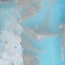 鲤鱼