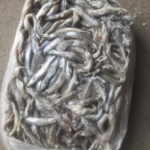 多春鱼公体2吨左右