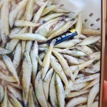 沙丁鱼，品质高，价位低