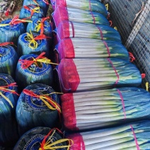 山东一级精品铁杆大葱，山东A级精品铁杆大葱袋装，山东铁杆