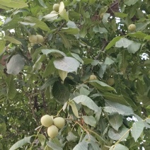 自家种的青皮核桃