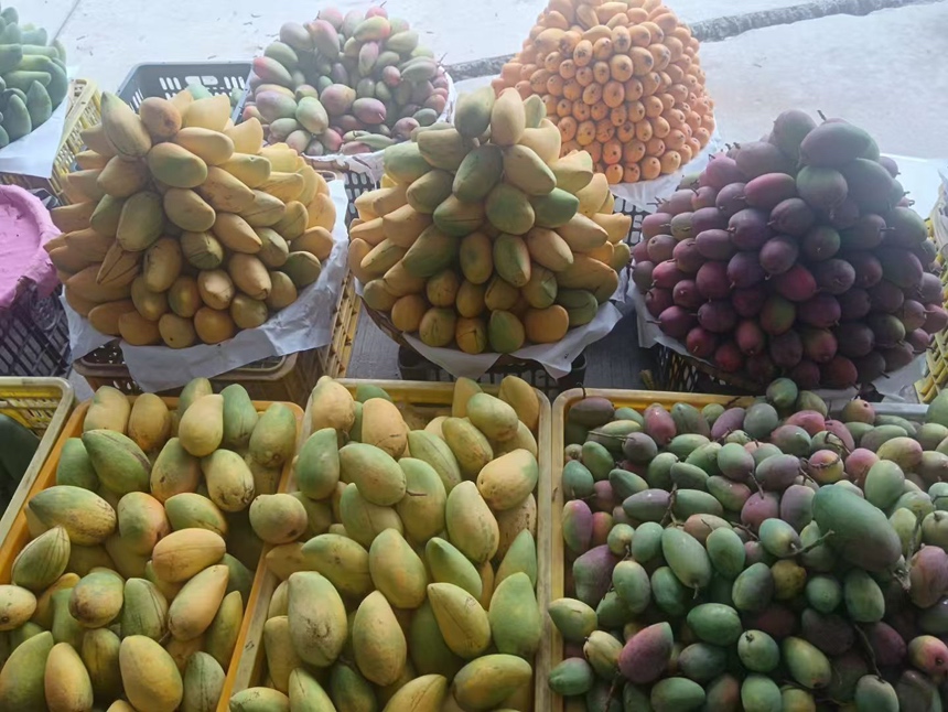 小芒台用户真实食用场景拼图：左上为年轻女性手持剥好的小台芒对镜头微笑，果肉金黄柔润；右上为儿童用小叉子叉起芒肉放入口中；左下为玻璃碗中铺满切块小台芒与希腊酸奶、奇亚籽；右下为办公桌一角，笔记本旁放着已开封的小芒台盒，果核纤薄如纸