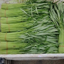 推荐江苏空心菜基地一手货源量大从优欢迎联系
