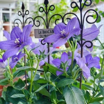 桔梗花苗盆栽带花苞花卉绿植物室内好养活四季耐寒耐冻洋